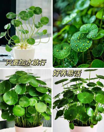 铜钱草为什么水培不好 为什么办公室里水养的铜钱草老是种不活