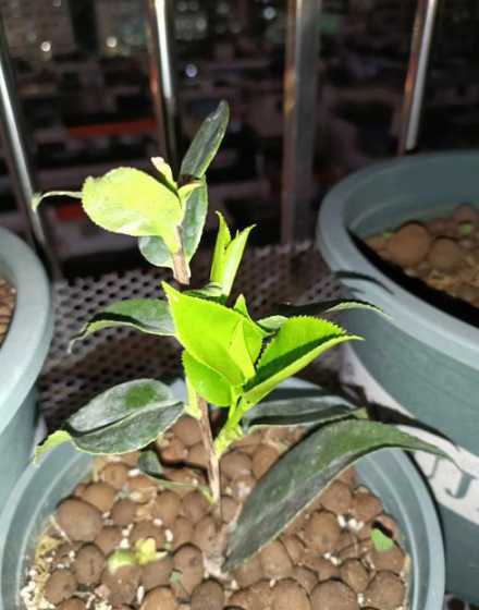 茶花小苗怎么养长得快 茶花怎么养才能长根快