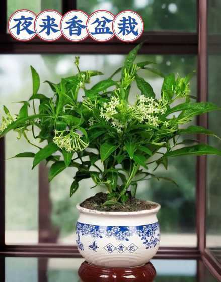 夜来香花什么季节开花 夜来香是什么季节开的花