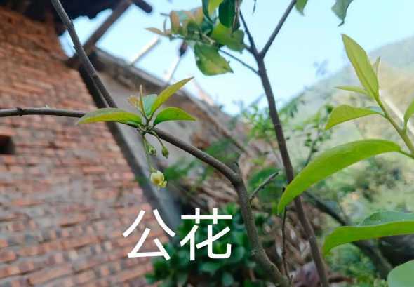 我家金弹子怎么不见花 金弹子掉花蕾的原因