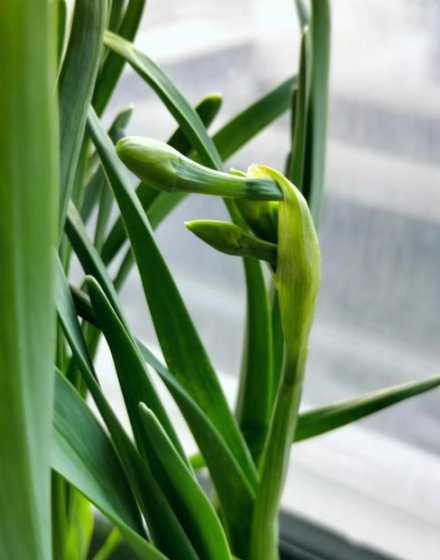 水仙开完花后怎么处理 水仙花开过花后怎么处理