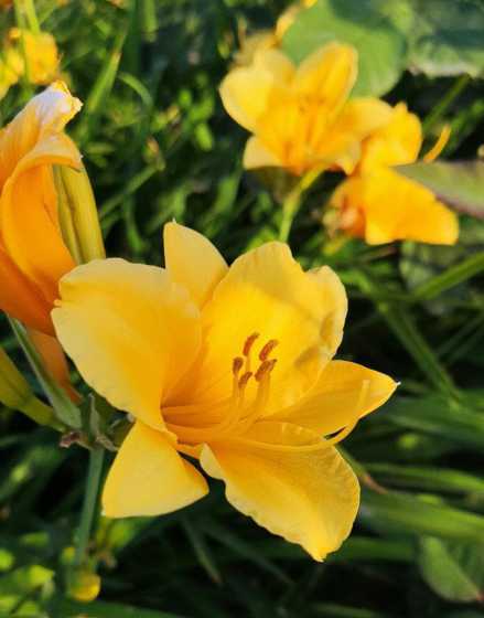 金娃娃萱草价格是多少 金娃娃萱草一平米栽植多少株