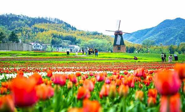 河南适合种什么观赏花 在河南适合种植什么花草在河南适合种植哪种花草