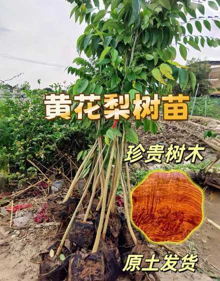黄花梨树苗一颗多少钱 黄花梨木多少一公斤