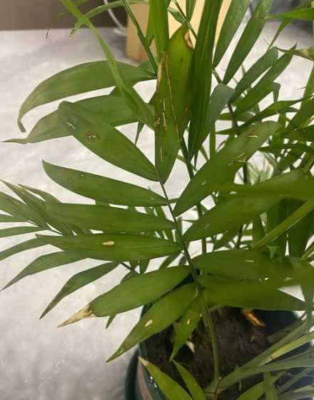 蒲葵叶子干枯怎么处理 植物叶尖干枯怎么回事