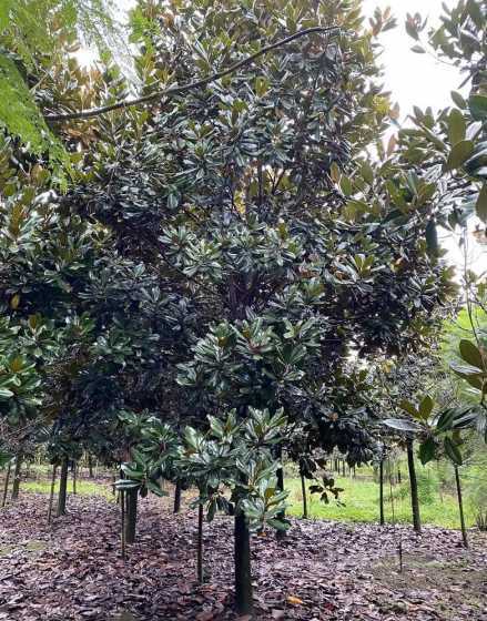 广玉兰10公分多少钱 种植绿化树一亩能挣多少钱