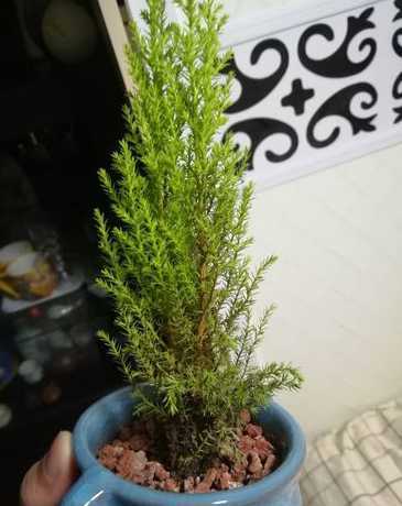 香松盆栽为什么会干枯 小香松叶子干枯变黄了怎么办