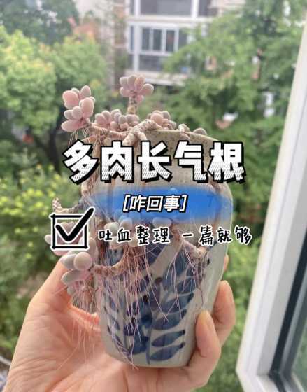 多肉法师为什么长气根 多肉植物为什么会长出气根,气根出现是好事还是坏事