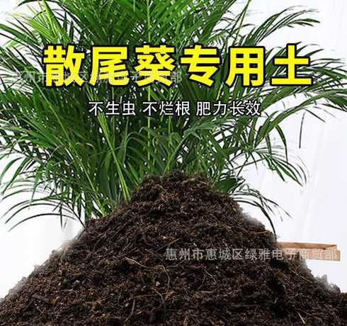 家庭种散尾葵用什么土 散尾葵用什么土养比较好,怎么栽种