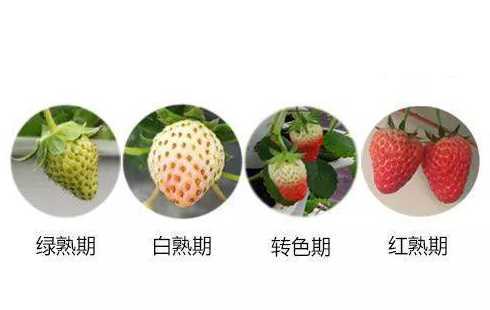 草莓是在什么季节开花 露天草莓什么时候开花