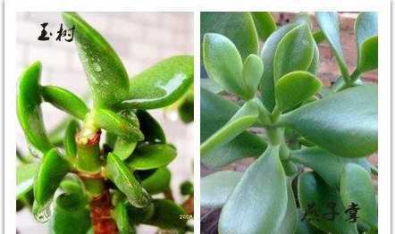 怎么区分燕子掌与玉树 燕子掌和玉树怎么区分