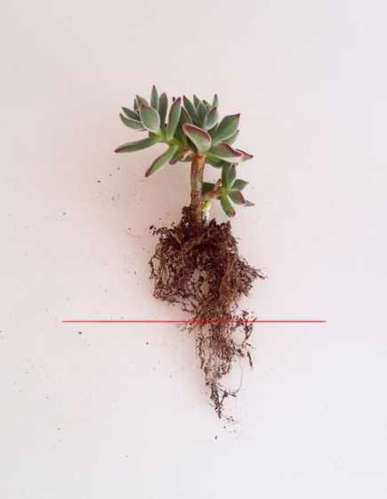 多肉养根为什么很重要 多肉植物养殖为什么良好的通风环境比充足的光照更重要