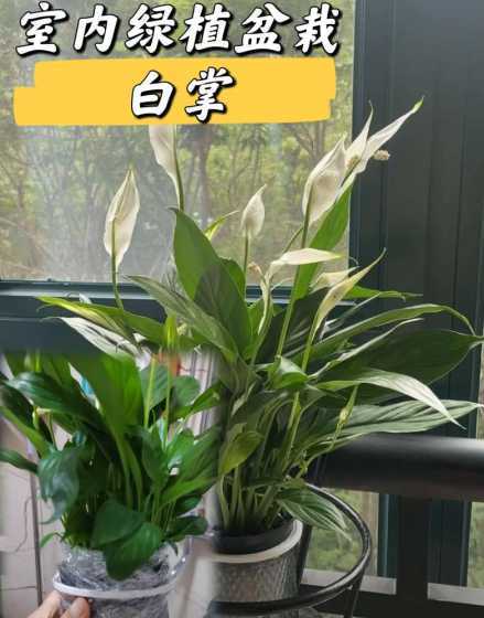 一帆风顺开完花怎么养 一帆风顺开完花怎么修剪