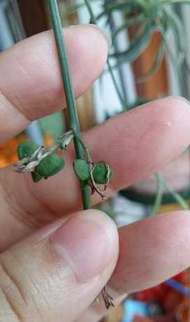 吊兰玫瑰的种子怎么留 玫瑰吊兰怎么养,玫瑰吊兰的养殖方法和注意事项