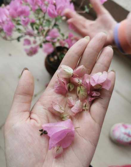 三角梅为什么开花总掉 三角梅总掉叶子和花蕾原因是什么