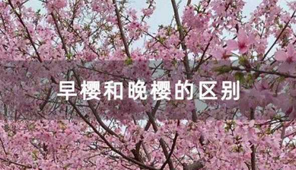 早樱和晚樱哪个前景好 日本早樱和晚樱哪个好