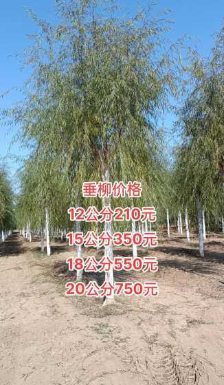 10公分柳树价格多少 垂柳价钱是多少
