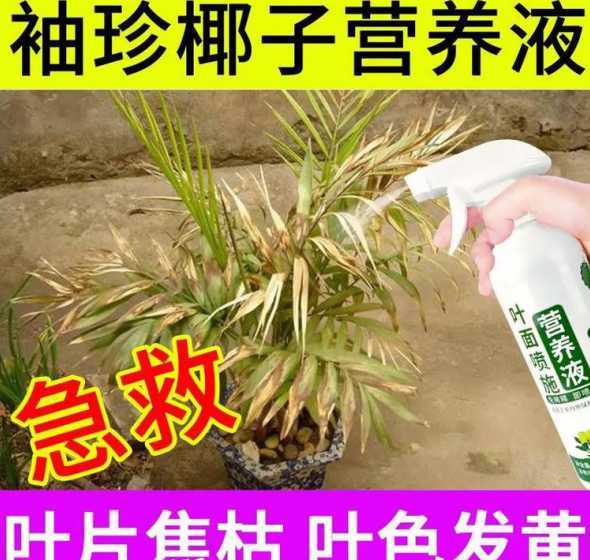 袖珍椰子枯萎了怎么办 袖珍椰子叶尖干枯怎么办