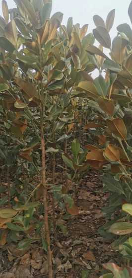 广玉兰树苗多少钱一棵 种植绿化树一亩能挣多少钱