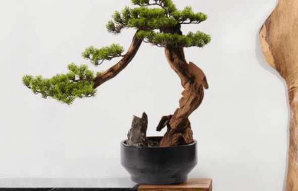 迎客松盆栽有什么好处 盆栽迎客松怎么养