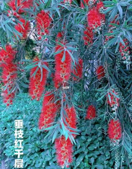 垂枝红千层为什么会关 垂枝红千层是用种子培育的吗