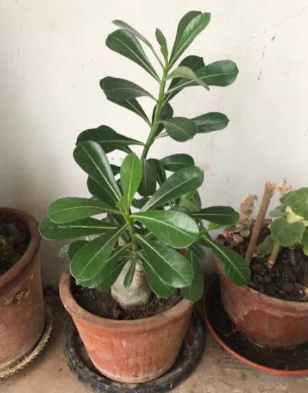 沙漠玫瑰不开花怎么办 沙漠玫瑰为什么不开花原因出在哪里