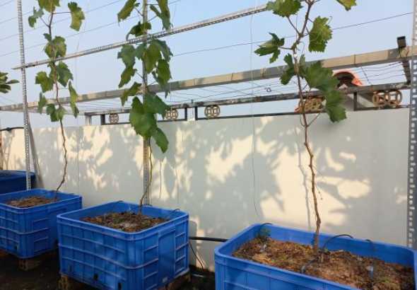 阳台应该怎么养殖葡萄 阳台种葡萄的种植方法