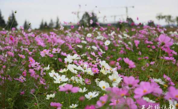 湿地公园种植什么花卉 大观湿地公园地址 园内种植了什么植物呢
