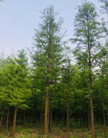 池杉的生长方式有哪些 池杉有哪些特征
