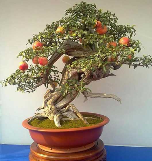 盆栽石榴夏天怎么养殖 盆栽石榴四季养殖方法和注意事项