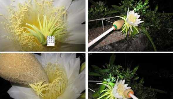 火龙果开花后怎么授粉 种植红肉火龙果,如何授粉