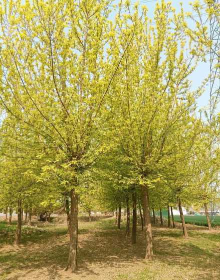 金叶复叶槭小苗哪里好 金叶复叶槭的种植方法