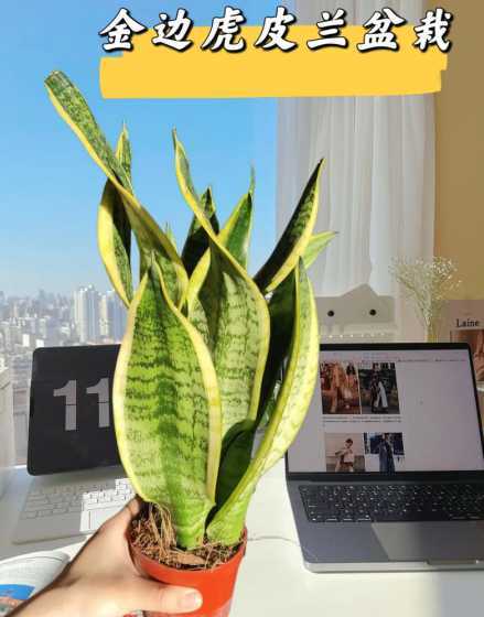 秋天种什么盆栽好养活 秋天有什么盆栽适合在家里种植