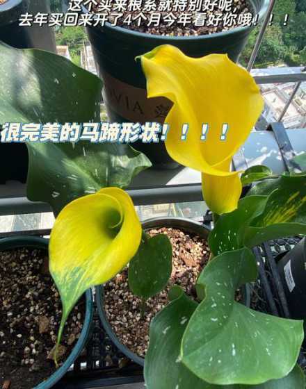马蹄莲为什么不能复花 马蹄莲第二年能复花吗