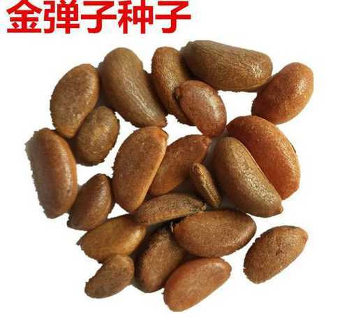 金弹子种子怎么样保存 金弹子种子播种的方法