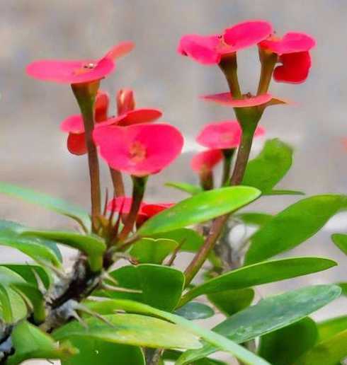 虎刺梅什么季节插枝好 秋天开的花有什么