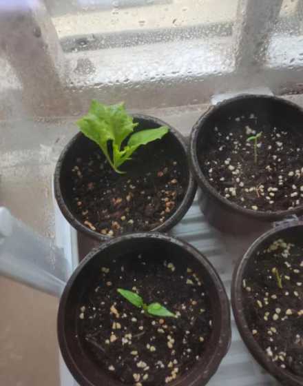 生菜怎么用水还是用土 生菜怎么水养,水养方法和注意事项
