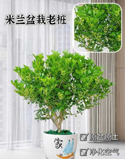 盆栽米兰有什么作用吗 米兰花的功效和作用