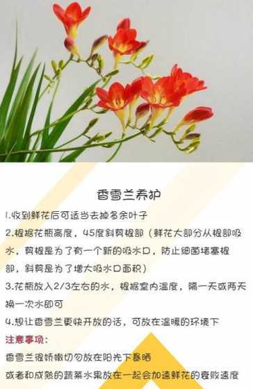 怎么样养兰花容易些呢 兰花怎么养才好养活