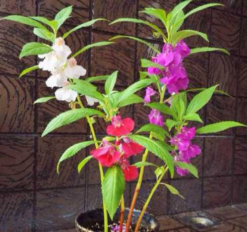 凤仙花为什么不接种子 凤仙花传播种子的方法。