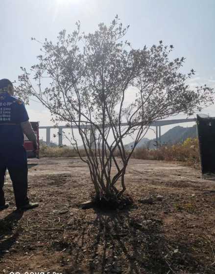 冠幅全冠是什么意思 土球直径是怎么计算的