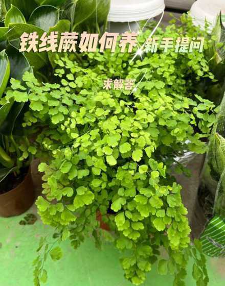 铁线蕨叶子枯萎怎么办 我的铁线蕨叶子枯萎了怎么办