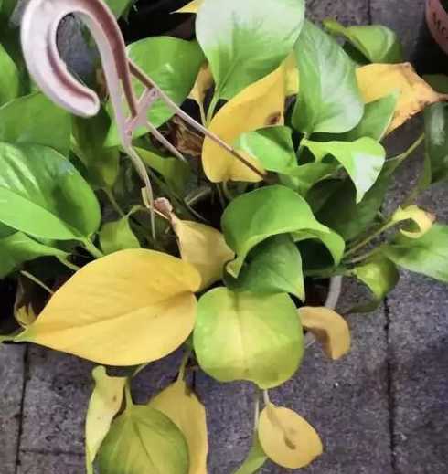 绿萝树叶子发黄怎么办 绿萝树叶子发黄怎么回事