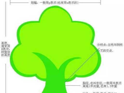 乔木分支点是什么意思 分支点是什么意思