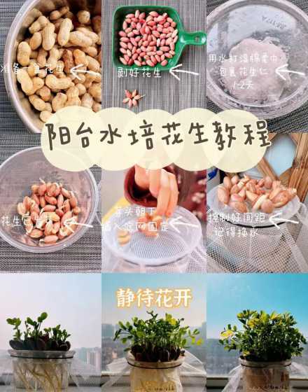 浸泡的花生水怎么浇花 香蕉皮水花生米黄豆水没发酵可以浇花吗
