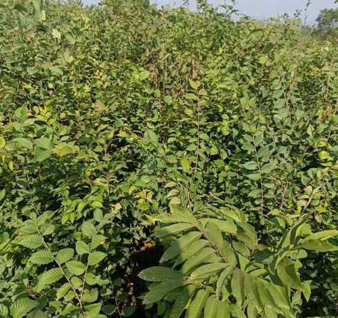 榉树一年苗多少钱一棵 红榉树苗怎么区分