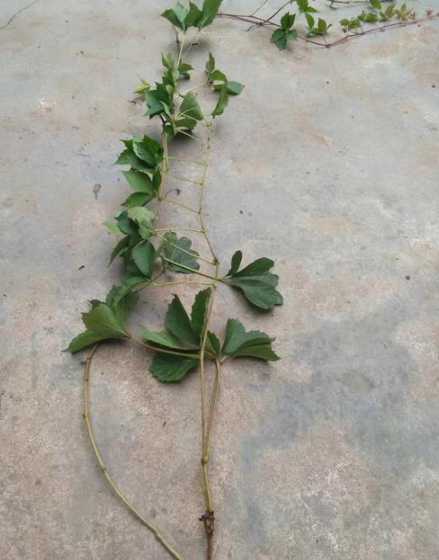 爬山虎小苗是什么样的 五叶爬山虎怎么种植