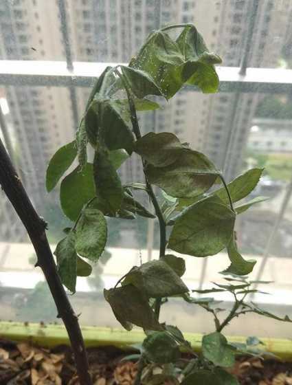 月季花为什么长红蜘蛛 月季为什么会有红蜘蛛 月季为什么会有红蜘蛛呢