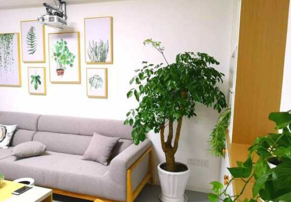 室内花怎么样才能养好 怎样才能在室内养好花