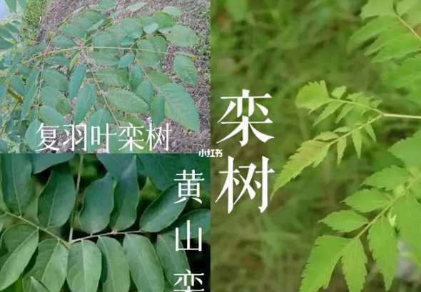 南栾树如何在北方种植 北方山上种什么果树好